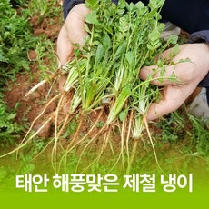 [태안] 해풍맞은 제철 노지 냉이, 1개, 500g