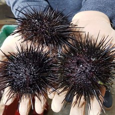 자연산 성게알 200g 국내산 말똥성게알 보라성게알 동해안