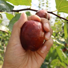 2021년 충북 보은 햇 사과대추 1kg (상 대 특) 황실대추 왕대추 생대추 햇대추 보은대추 고당도, 보은 사과대추 특 1kg (35mm내외)