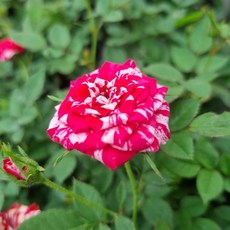 마이리틀타이거플라워가든