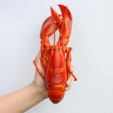 캐나다 자숙랍스타 600g (자숙후350-450g) 냉동 랍스터, 1마리, 600g (실중량 350-450g)