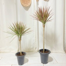 레인보우마지나타