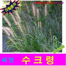 수크령