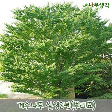 계수나무