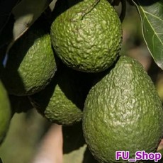 아보카도샌드위치