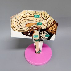 의학뇌구조그림