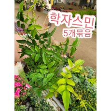 시몬스자스민 TOP01