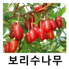 보리수나무 묘목 왕보리수 4치포트 4개묶음