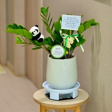 아르띠콜로 잘자라는 금전수 스투키 실내 공기정화식물 (팬더인형 + 화분받침 세트), 1개