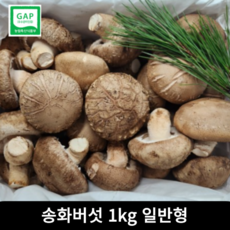 [산지직송] 송화버섯 1KG 무농약 일반형 송화 송화고 송향 버섯 솔송화 고기식감 착한송이 항암효과 면역력향상 캠핑 반찬, 1박스