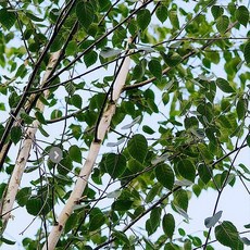 착한가격 나무생각 / 잭큐몬티자작(도랜보스) / R2(전후) / 1.8~2m / 개별택배, 1개