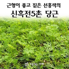 [모종심는아빠] 내병성과 근형이 좋은 짙은 선홍색의 신흑전5촌 당근 모종, 모종36개, 36개