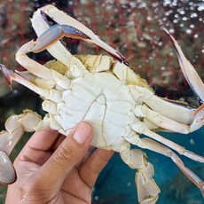 산지직송 당일조업 서해안 활꽃게 톱밥포장 3Kg (12~15미)