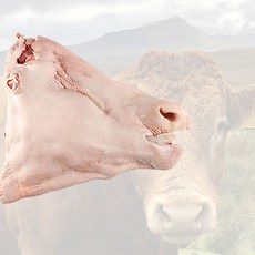 한우암소 발골 소머리정육 반마리 손질 냉동 (뼈없음), 1개
