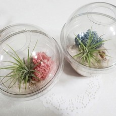 스칸디아모스 틸란드시아 이오난사 DIY세트-학교 만들기재료 방과후 돌봄교실 어린이집 유치원, 핑크