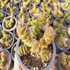 무을녀 특이한다육 귀여운다육 인기다육 국민다육 키우기쉬운 다육식물