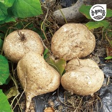 생으로 먹는 슈퍼푸드 / 멕시코 감자 생 히카마 얌빈 5kg 10kg, 1) 생 히카마 5kg (5-10)