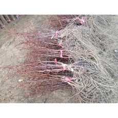 향수묘목농원 사과대추묘목5주한묶음, 5개