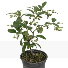 [꽃사랑식물나라] 고도네아스타 야생화 공기정화식물 식물키우기, 1개