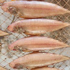 반건조 박대 4미 30cm 이상 말린생선