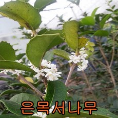 은목서나무 키1.2미터 개화주 꽃나무 유실수 조경수 묘목 꽃나무, 1개