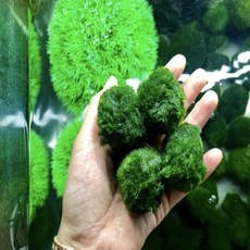 꿀물수초 모스볼 3~4cm, 1개