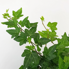 큰해오라비난초