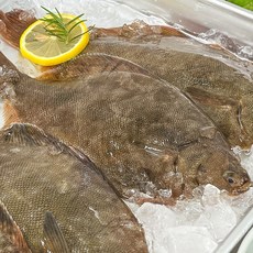  농가살리기 당일조업 통영 자연산 봄 도다리 1박스 급냉 손질전 1kg 내외 (2~5미)  상품 이미지