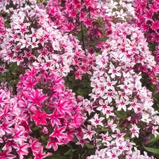 고위광디리러바