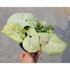 싱고니움밀크컨페티