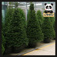 주목나무 묘목 실생3년 3치포트 나무판다, 20개