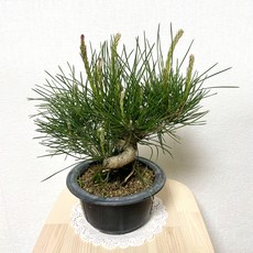 소나무분재용화분