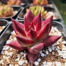 조니워커블랙750