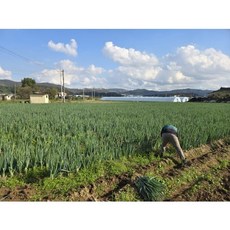 생산자 직접배송 국내산 품질좋은 흙대파 1Kg [원산지:국산(경상북도 경주시)], 1세트