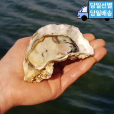 통영 세척 입망 석화 굴, 1개, 10kg