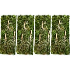 진짜배기 강원도 명품 황절삼 토종 산양삼