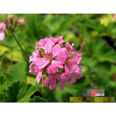 허브Herb/채소식물 레몬제라늄 화분모종 3개 (L0307)
