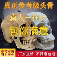 해골 표본 1:1고모사미술소묘교 해골모형회화참고 예고정고만성환의용, 오류 발생시 문의 ( 시원바람 )