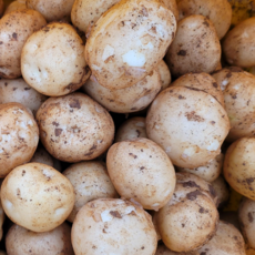 해남다애네농장