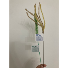 캐티맨 고양이 강아지풀 대 + 억새풀 대 장난감 세트, 2COLOR, 1세트