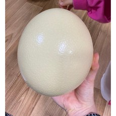 타조알