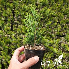 [나무인] 에메랄드그린묘목 5개