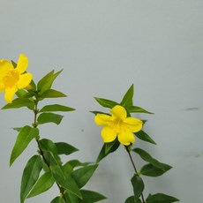개나리자스민