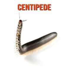Centipede: Fun Facts & Cool Pictures Paperback, Independently Published, English, 9798564575751