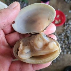 핸디라이프 산지직송 남해 생물 해감된 바지락 1kg, 1팩, 깐바지락 순살 1kg