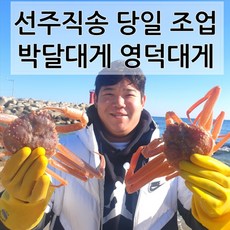 (산지직송) 활대게 자숙대게 포항 국산 대게 영덕 박달대게, 박달대게 대 6마리, 1박스