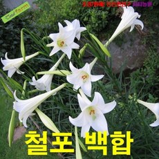 철포나리