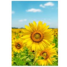 해바라기키재기자