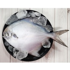 남도오일장 국산 목포 참병어 당일손질, 1개, 200~250g (소 / 23cm 내외)