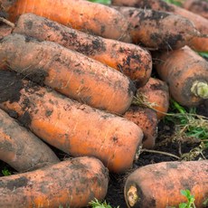 참조은 제주직송 구좌 흙당근 9Brix이상 3kg 5kg 10kg, 1박스, 11.제주 구좌 흙당근10kg 특상